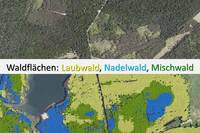 Beispiel einer Walddetektion mit Unterscheidung in Laub- (gelb), Nadel- (blau) und Mischwaldflächen (grün)